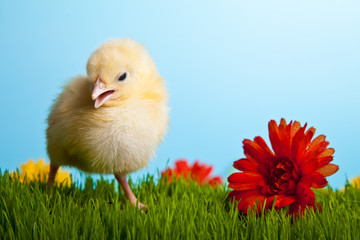 Easter eggs and chickens on green grass on blue background