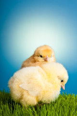 Easter eggs and chickens on green grass on blue background