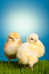 Easter eggs and chickens on green grass on blue background