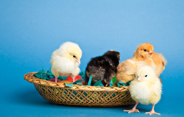 Easter chickens and eggs in basket on blue background