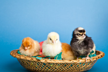 Easter chickens and eggs in basket on blue background