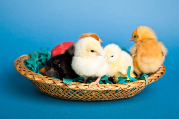 Easter chickens and eggs in basket on blue background