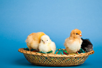 Easter chickens and eggs in basket on blue background