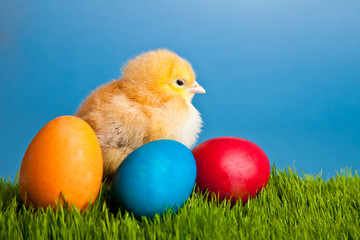 Easter eggs and chickens on green grass on blue background