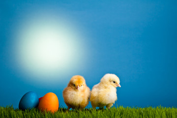 Easter eggs and chickens on green grass on blue background