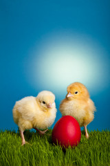 Easter eggs and chickens on green grass on blue background