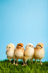 Fototapeta premium Easter eggs and chickens on green grass on blue background