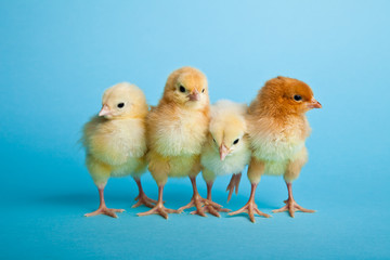 Easter eggs and chickens on blue background