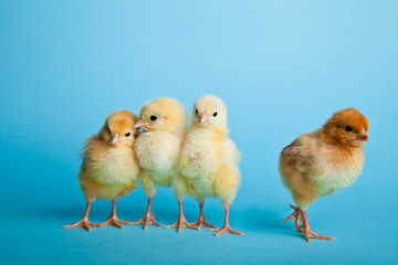 Easter eggs and chickens on blue background