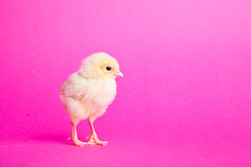 Easter chickens on pink background