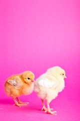 Easter chickens on pink background