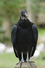 Black Vulture