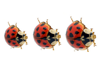 Ladybird