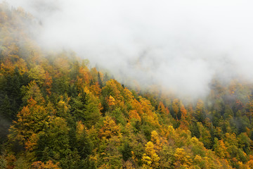 Fototapeta premium Autumn colors