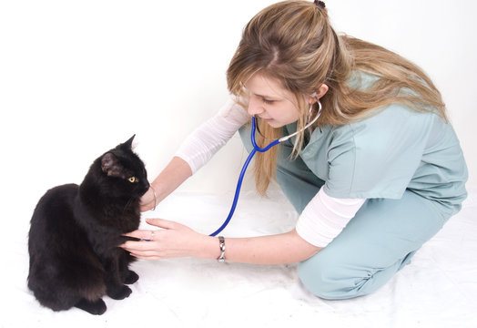 jeune vétérinaire qui osculte un chat