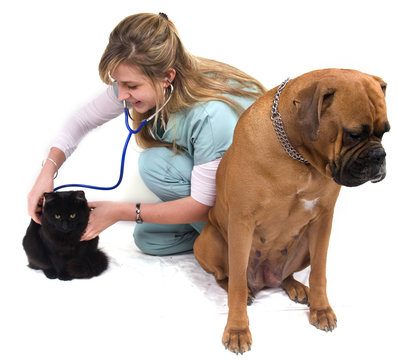 animaux chez le v&eacute;t&eacute;rinaire