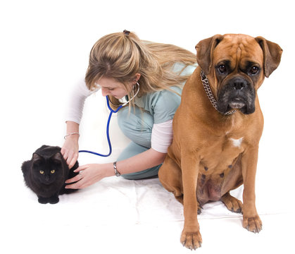 femme qui osculte des animaux