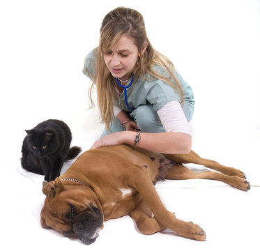 chien boxer allong&eacute; chez le v&eacute;t&eacute;rinaire