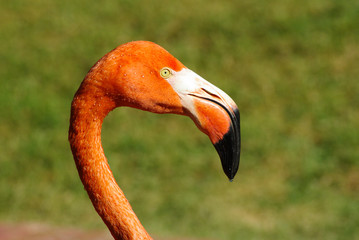 Flamant rose