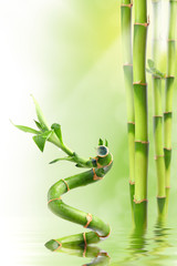 Obraz premium Bamboo I
