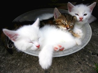 Schüssel voller Katzen