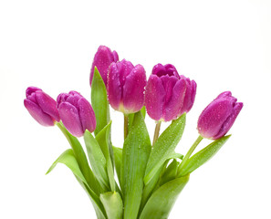purples tulips with droplets