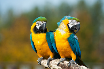 blue and yellow macaws (Ara ararauna)