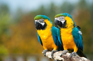 Naklejka premium blue and yellow macaws (Ara ararauna)