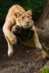 Fototapeta premium female lion in a tree