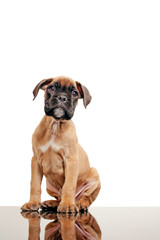 Obraz premium Cucciolo di Boxer