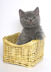 Fototapeta na wymiar British Blue kitten in a basket.