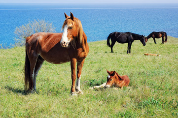 Fototapeta premium Horses pasturing on meadow near the sea
