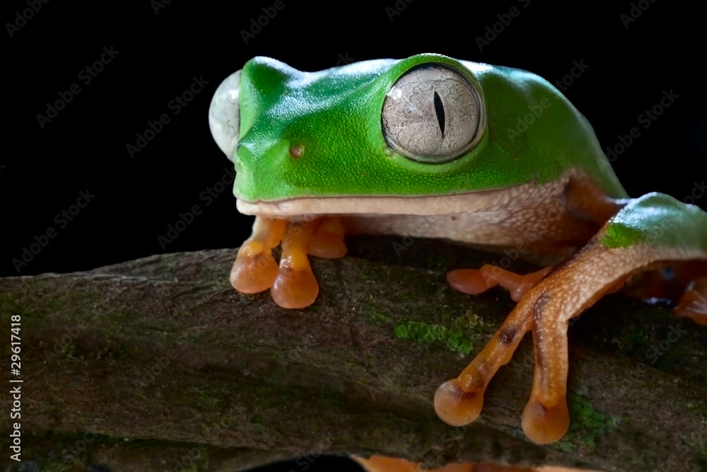 Wall mural monkey tree frog phyllomedusa tomopterna