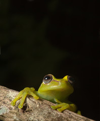 hypsibias cinerescens