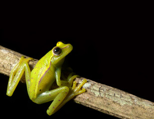 tree frog