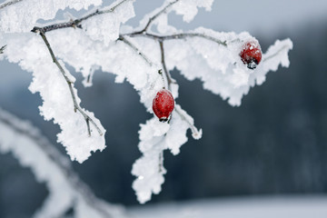 Hagebutten mit Eismantel