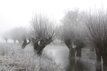 Weidenbäume im Nebel