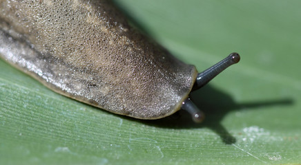 limace sur feuille de strelitzia