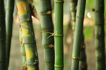 Fototapeta premium bamboo