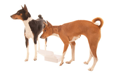 dogs query empty box