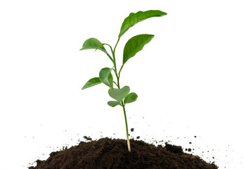green plant growing
