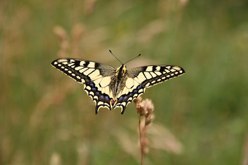 Schmetterling