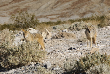 Coyotes in Death Valley