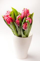Pink tulips
