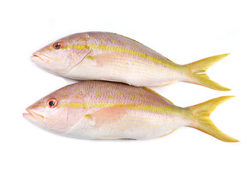 Raw Yellow Tail Snappers Isolated on White