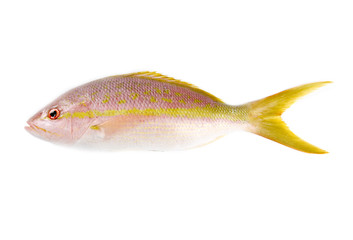 Raw Yellow Tail Snapper Isolated on White
