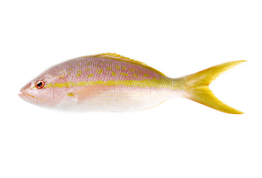 Raw Yellow Tail Snapper Isolated On White