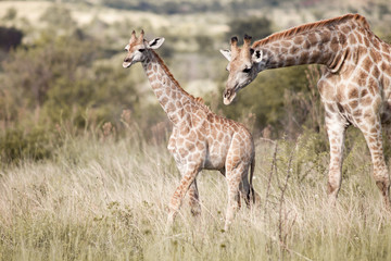 Giraffe