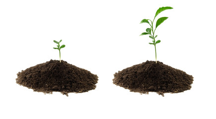 plant green and soil