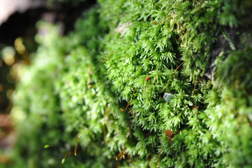 moss on a tree